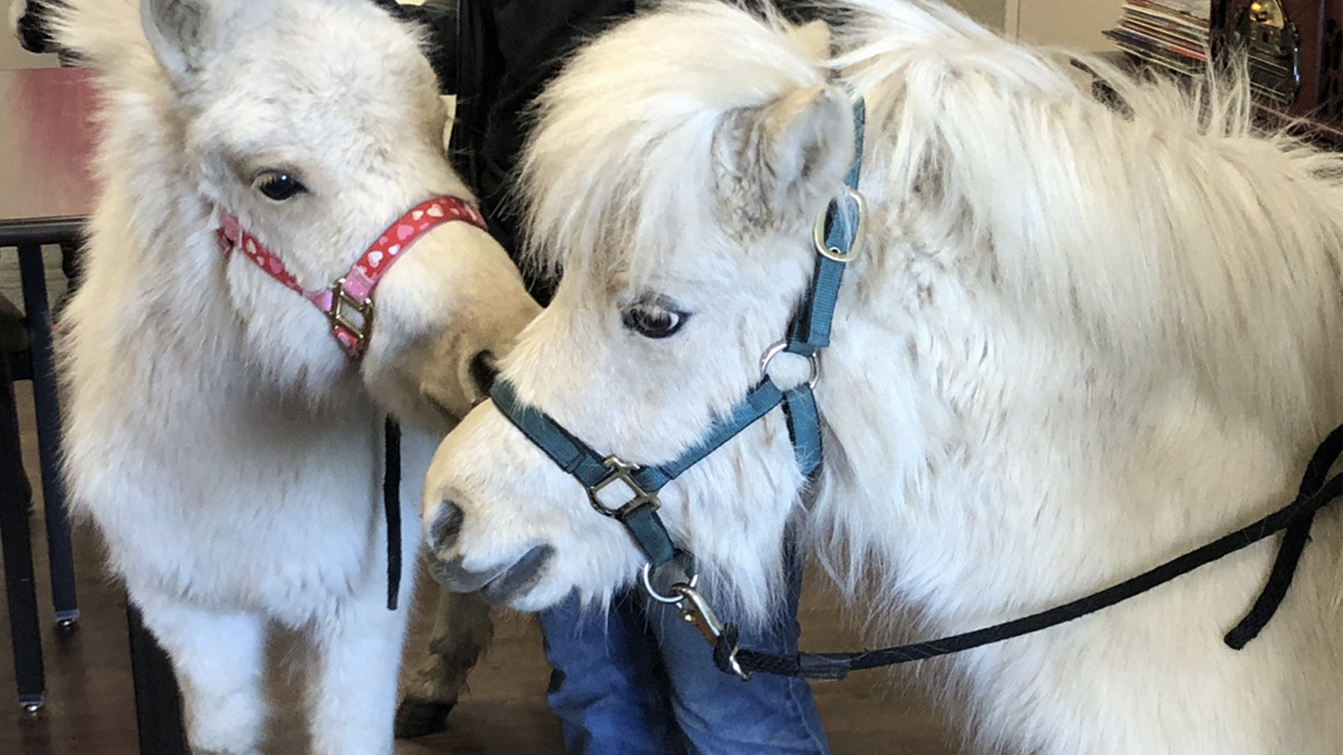 Visit by Miniature Horses Generates Maximum Affection Among Residents