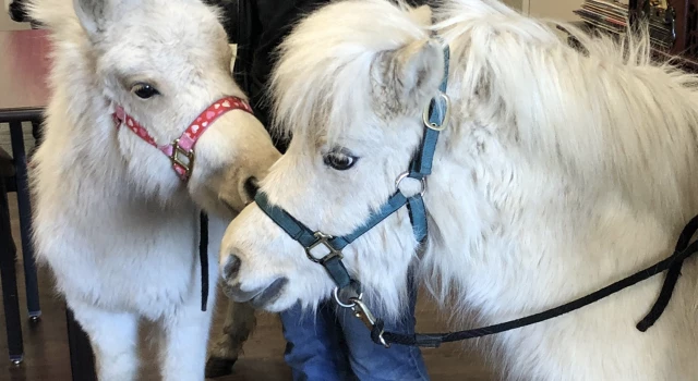 Visit by Miniature Horses Generates Maximum Affection Among Residents